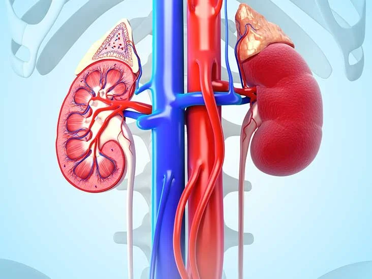 Anatomy and Function
